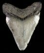 Bargain, Juvenile Megalodon Tooth #61798-1
